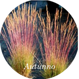 Festuca  'Walberla' v.18  cm.30 a maturazione