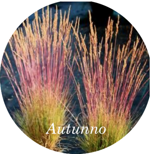 Festuca  'Walberla' v.18  cm.30 a maturazione