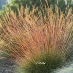 Festuca  'Walberla' v.18  cm.30 a maturazione
