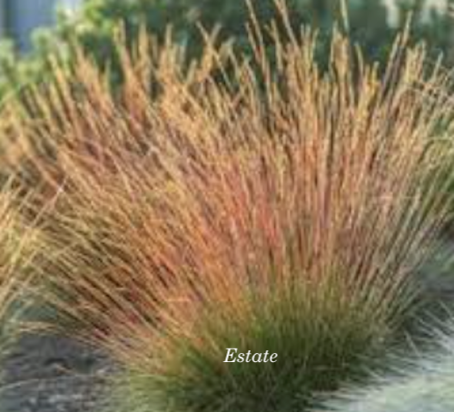Festuca  'Walberla' v.18  cm.30 a maturazione