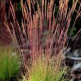 Festuca  'Walberla' v.18  cm.30 a maturazione