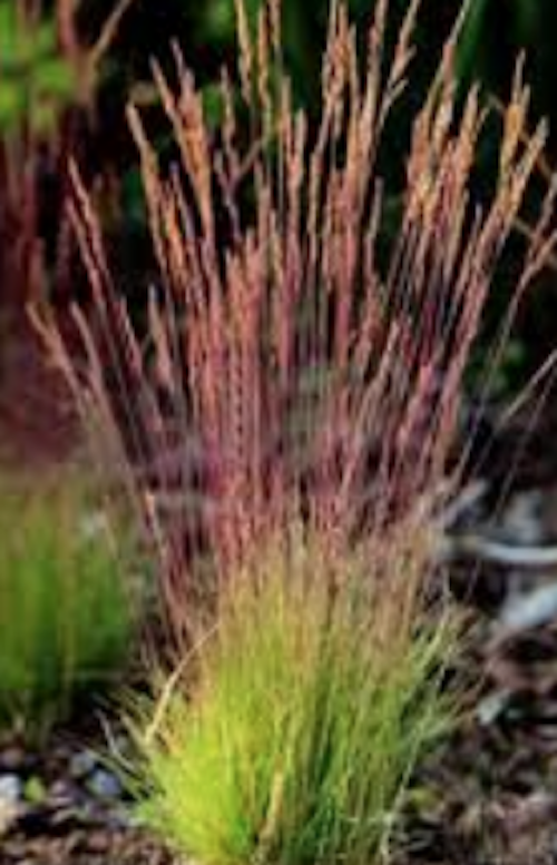 Festuca  'Walberla' v.18  cm.30 a maturazione