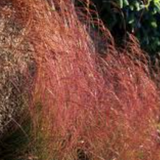 Festuca  'Walberla' v.18  cm.30 a maturazione