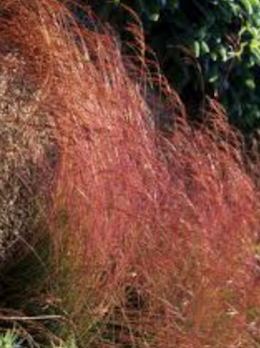 Festuca  'Walberla' v.18  cm.30 a maturazione