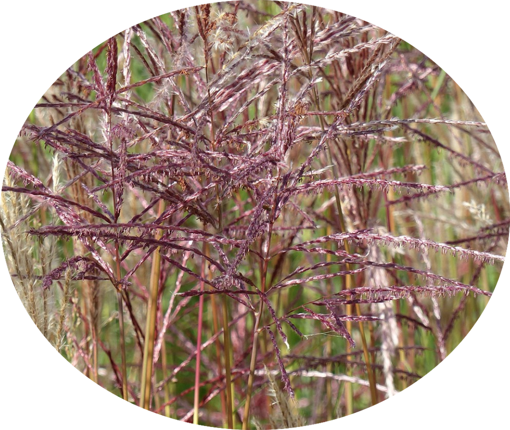 Miscanthus chinensis China vaso 9