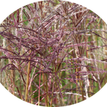 Miscanthus chinensis China vaso 9