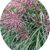 Miscanthus chinensis China vaso 9