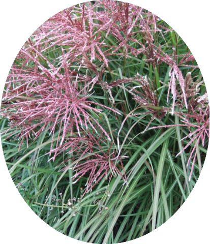 Miscanthus chinensis China vaso 9