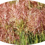 Miscanthus chinensis 'Pink Cloud' ® vaso 9