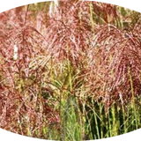 Miscanthus chinensis 'Pink Cloud' ® vaso 9