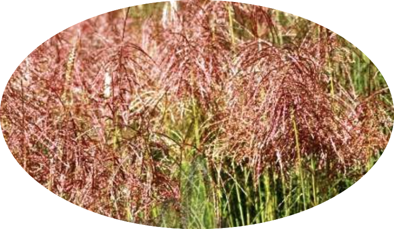 Miscanthus chinensis 'Pink Cloud' ® vaso 9