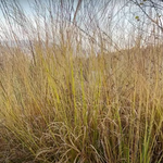Molinia cm. 200 arundinacea 'Karl Förster' 18