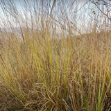 Molinia cm. 200 arundinacea 'Karl Förster' 18