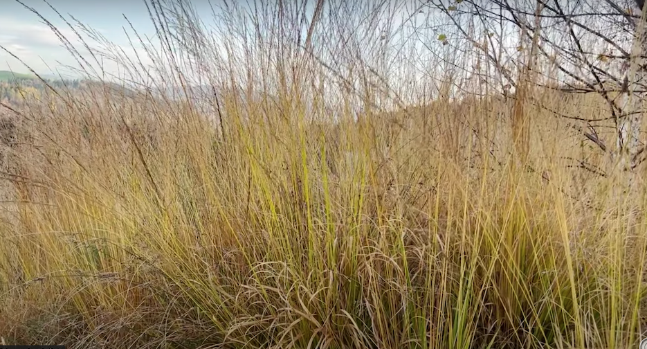 Molinia cm. 200 arundinacea 'Karl Förster' 18