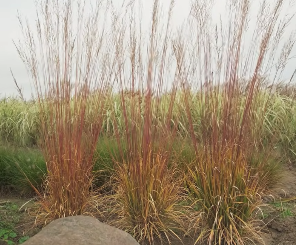 Molinia cm. 160 a maturazione arundinacea 'Windspiel' v.18