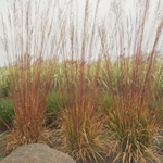 Molinia cm. 160 a maturazione arundinacea 'Windspiel' v.18