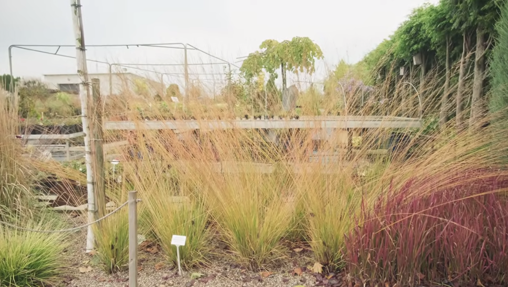 Molinia cm. 160 a maturazione arundinacea 'Windspiel' v.18