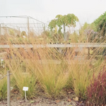 Molinia cm. 160 a maturazione arundinacea 'Windspiel' v.18