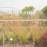 Molinia cm. 160 a maturazione arundinacea 'Windspiel' v.18