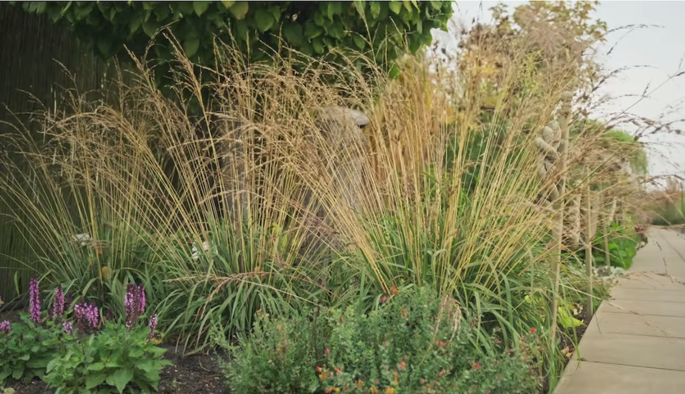Molinia cm. 160 a maturazione arundinacea 'Windspiel' v.18