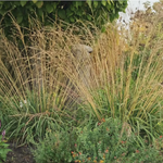 Molinia cm. 160 a maturazione arundinacea 'Windspiel' v.18
