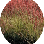 Molinia  caerulea 'Moorhexe' v.18 cm. 50  a maturazione