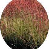 Molinia  caerulea 'Moorhexe' v.18 cm. 50  a maturazione