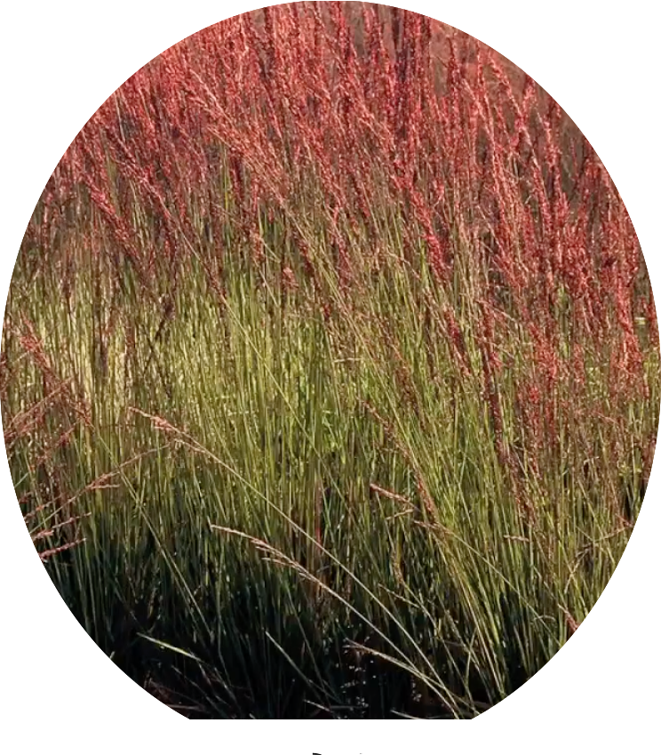 Molinia  caerulea 'Moorhexe' v.18 cm. 50  a maturazione