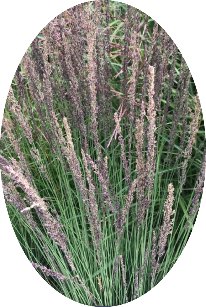 Molinia  caerulea 'Moorhexe' v.18 cm. 50  a maturazione