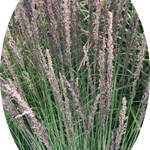 Molinia  caerulea 'Moorhexe' v.18 cm. 50  a maturazione