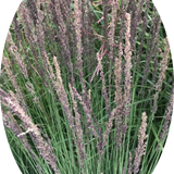 Molinia  caerulea 'Moorhexe' v.18 cm. 50  a maturazione