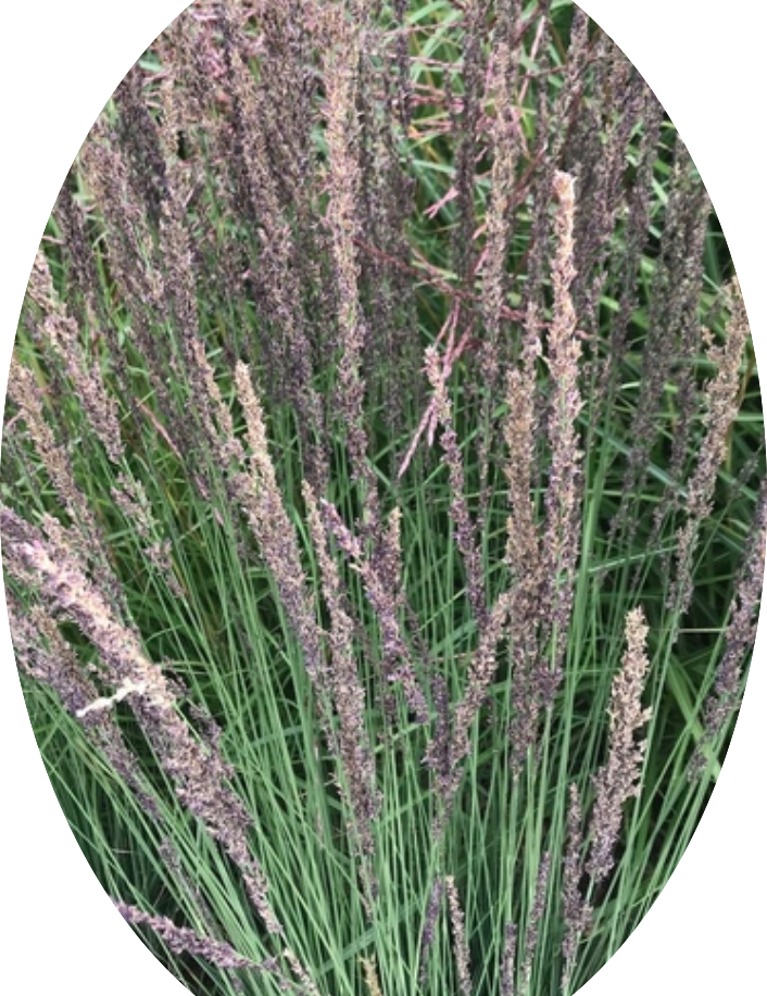Molinia  caerulea 'Moorhexe' v.18 cm. 50  a maturazione