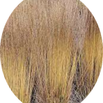 Molinia  caerulea 'Moorhexe' v.18 cm. 50  a maturazione