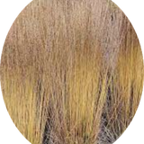 Molinia  caerulea 'Moorhexe' v.18 cm. 50  a maturazione