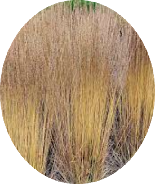 Molinia  caerulea 'Moorhexe' v.18 cm. 50  a maturazione