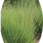 Molinia  caerulea 'Moorhexe' v.18 cm. 50  a maturazione