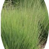 Molinia  caerulea 'Moorhexe' v.18 cm. 50  a maturazione
