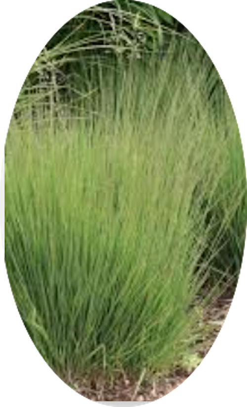 Molinia  caerulea 'Moorhexe' v.18 cm. 50  a maturazione
