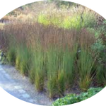Molinia  caerulea 'Moorhexe' v.18 cm. 50  a maturazione