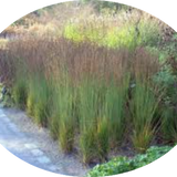 Molinia  caerulea 'Moorhexe' v.18 cm. 50  a maturazione