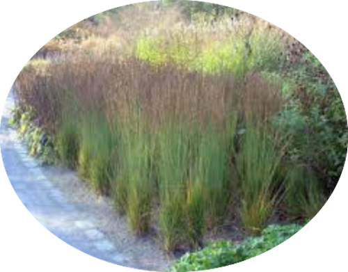 Molinia  caerulea 'Moorhexe' v.18 cm. 50  a maturazione