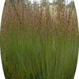 Molinia  caerulea 'Moorhexe' v.18 cm. 50  a maturazione