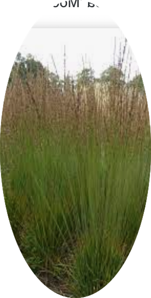 Molinia  caerulea 'Moorhexe' v.18 cm. 50  a maturazione