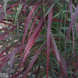 Panicum virgatum Squaw vaso  19