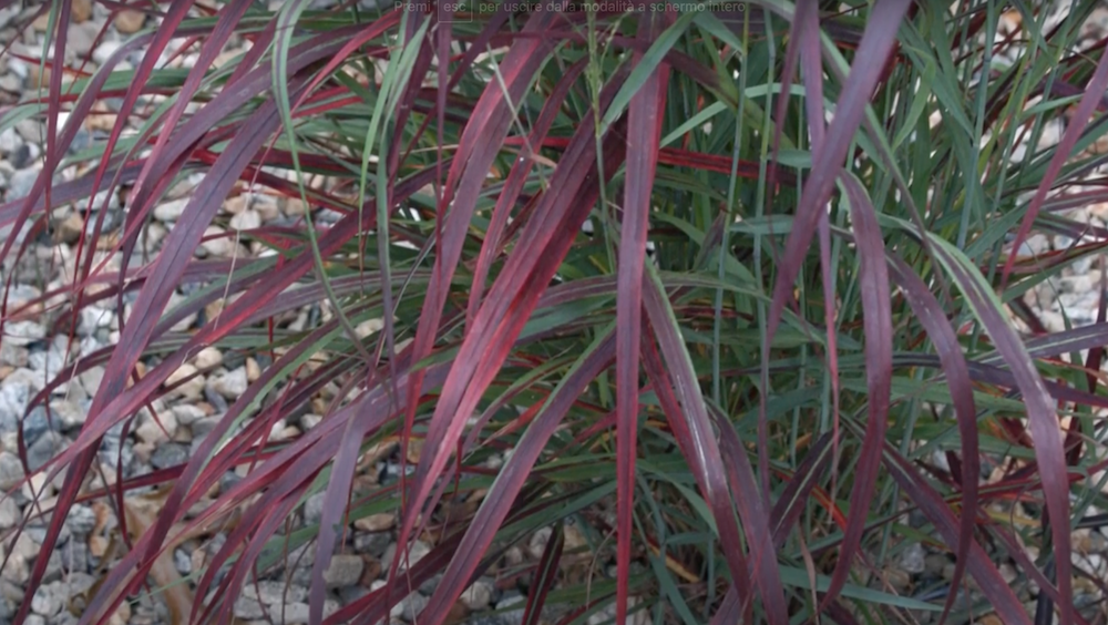 Panicum virgatum Squaw vaso  19