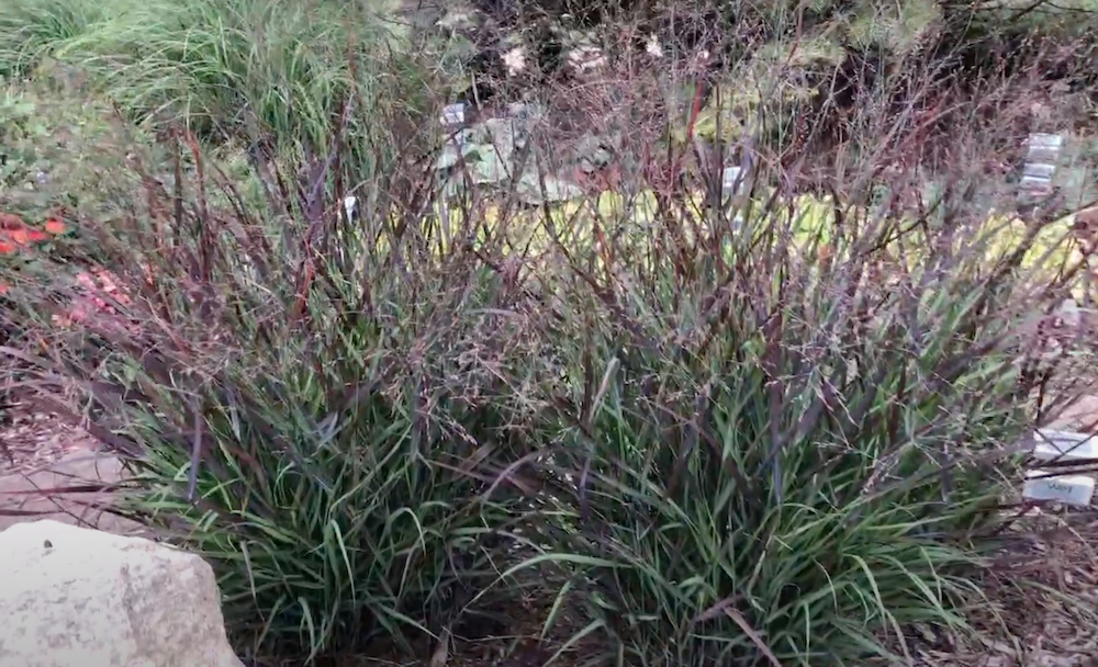Panicum virgatum Squaw vaso  19