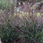 Panicum virgatum Squaw vaso  19