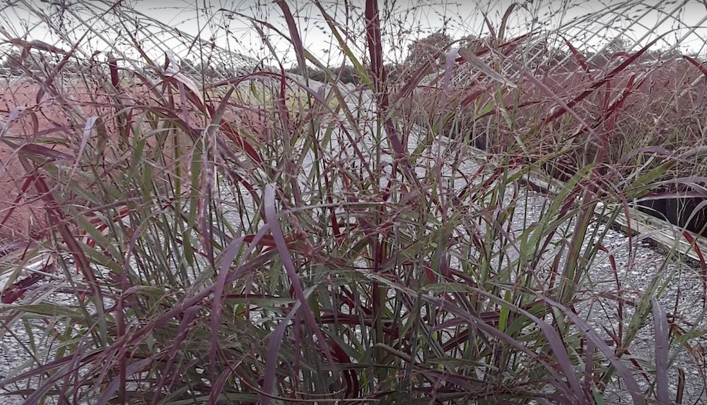 Panicum virgatum Squaw vaso  19