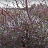 Panicum virgatum Squaw vaso  19