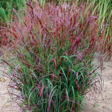 Panicum virgatum Squaw vaso  19